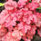 Thumbnail: Coral Bell Georgia Peach