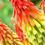 Thumbnail: Kniphofia Fire Dance