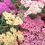 Thumbnail: Yarrow Summer Pastels