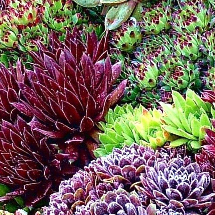 Sempervivum Mixed 4 var. 2.5"