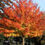 Thumbnail: Maple Norwegian Sunset 2"