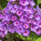 Thumbnail: Phlox Grape Lollipop