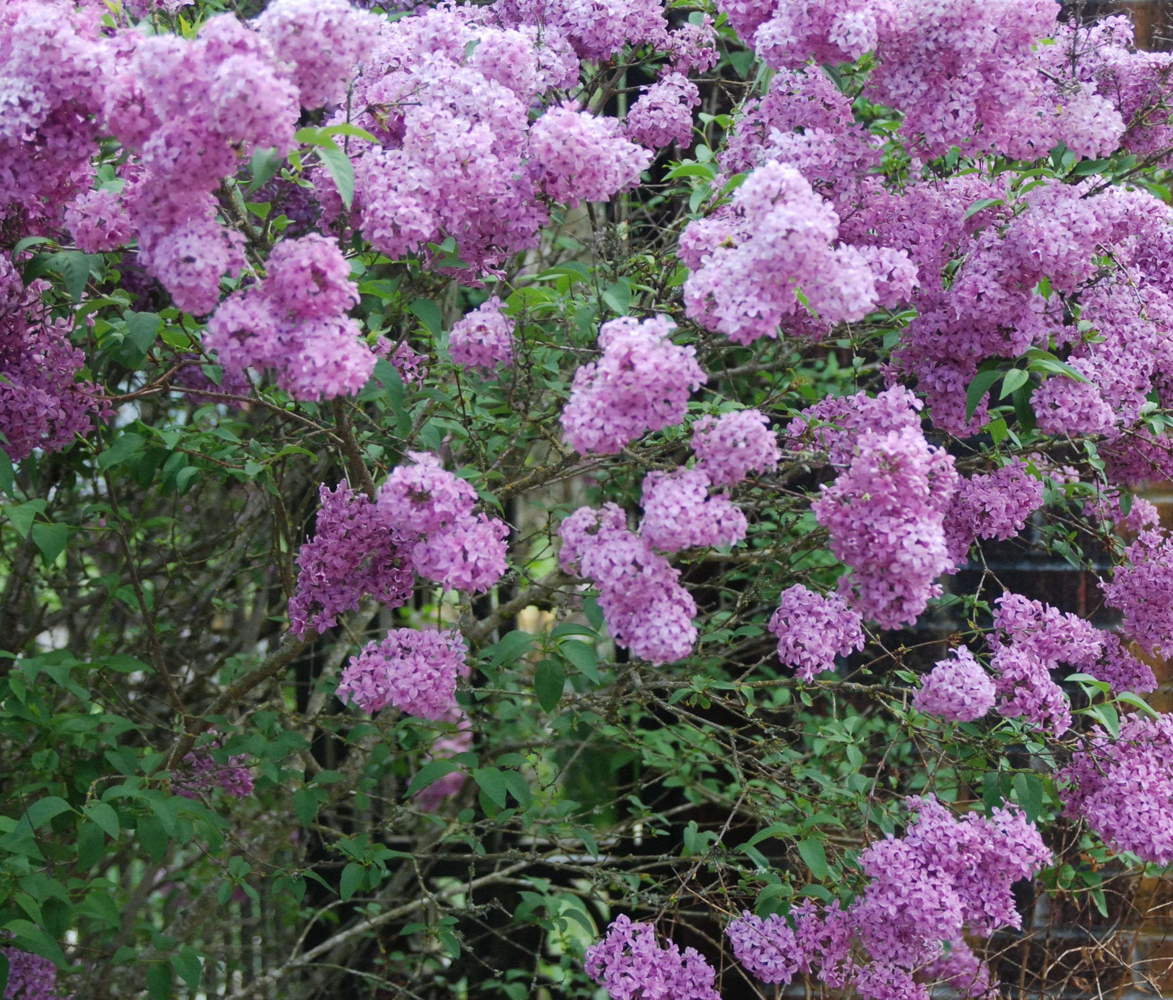 Lilac Persian #3