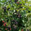 Thumbnail: Fruit Shrub Baby Cake Blackber
