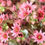 Thumbnail: Sedum Hens & Chicks #1