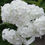 Thumbnail: Phlox White Flame
