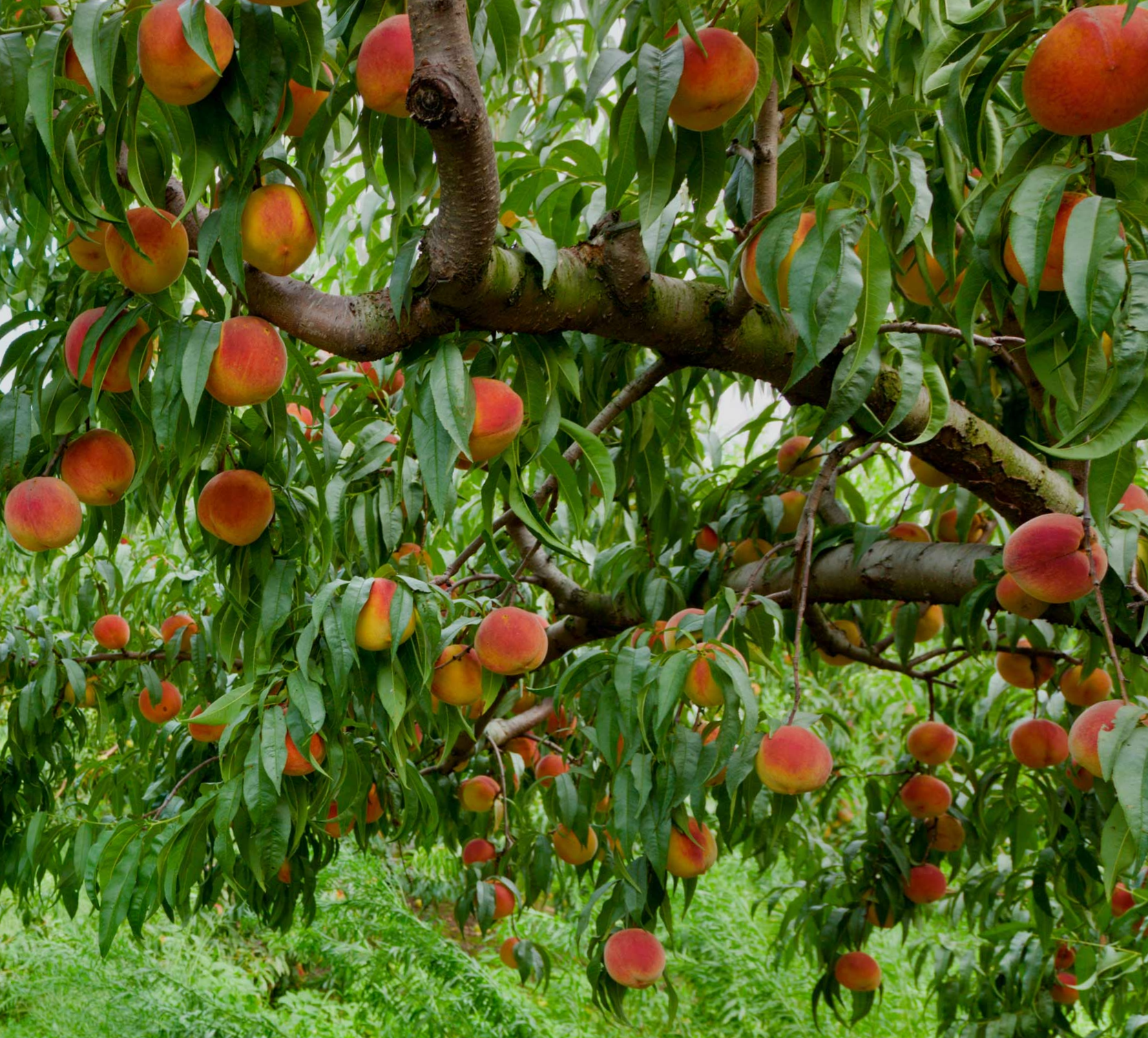 Fruit Tree Peach Early Elberta