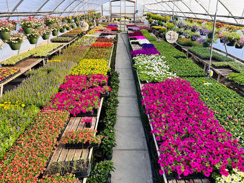 Flowers Annuals, Perennials and Planting