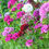 Thumbnail: Dianthus Indian Carpet 1G