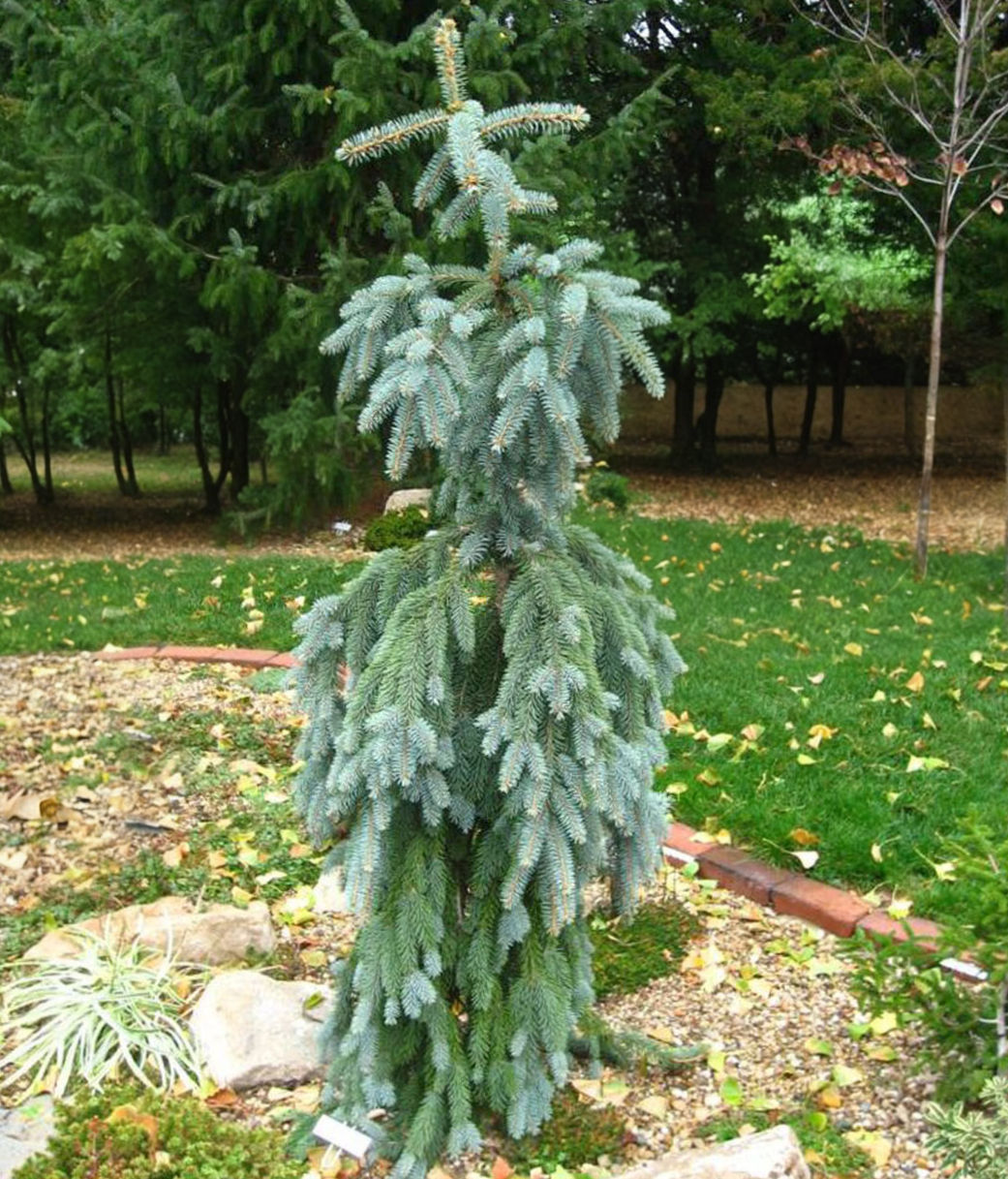 Spruce Blue Falls Weeping 5-6