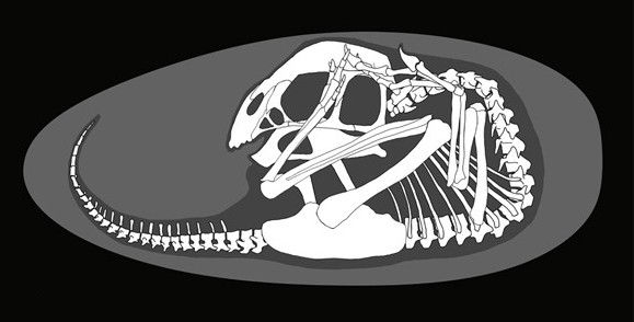 YLSNHM01266 的胚胎化石圖像化(圖片來源:Xing L et al. (2022),採用 CC BY-NC-ND 4.0 授權)