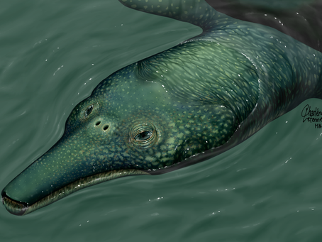 窄吻摩磷龜（Ocepechelon bouyai）