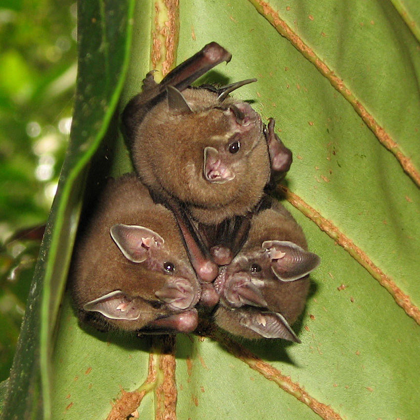 Artibeus jamaicensis(Image source:Leyo, CC BY 2.5 )