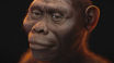 阿法南方古猿（Australopithecus afarensis）