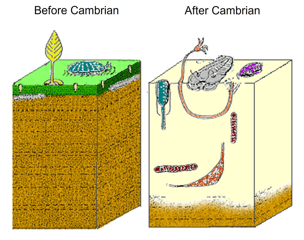 Differences in seafloor sediment before and after the Cambrian Substrate Revolution（Image source：Philcha，CC0 1.0 ）