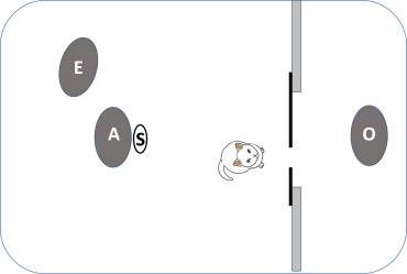 Experimental setup diagram: O, owner (caller); A, assistant (who brings the cat to the starting position); S, starting position of the cat; E, experimenter (observer responsible for recording the experiment)（Image source：Pongrácz, P. (2024).， CC BY-NC 4.0 ）