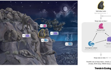 The Sociality of Sleep in Animal Groups