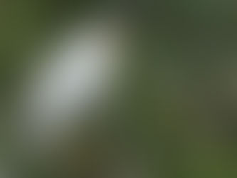 （第十一章）族群動態