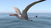 Rhamphorhynchus muensteri