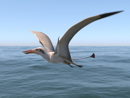 明氏喙嘴翼龍(Rhamphorhynchus muensteri)