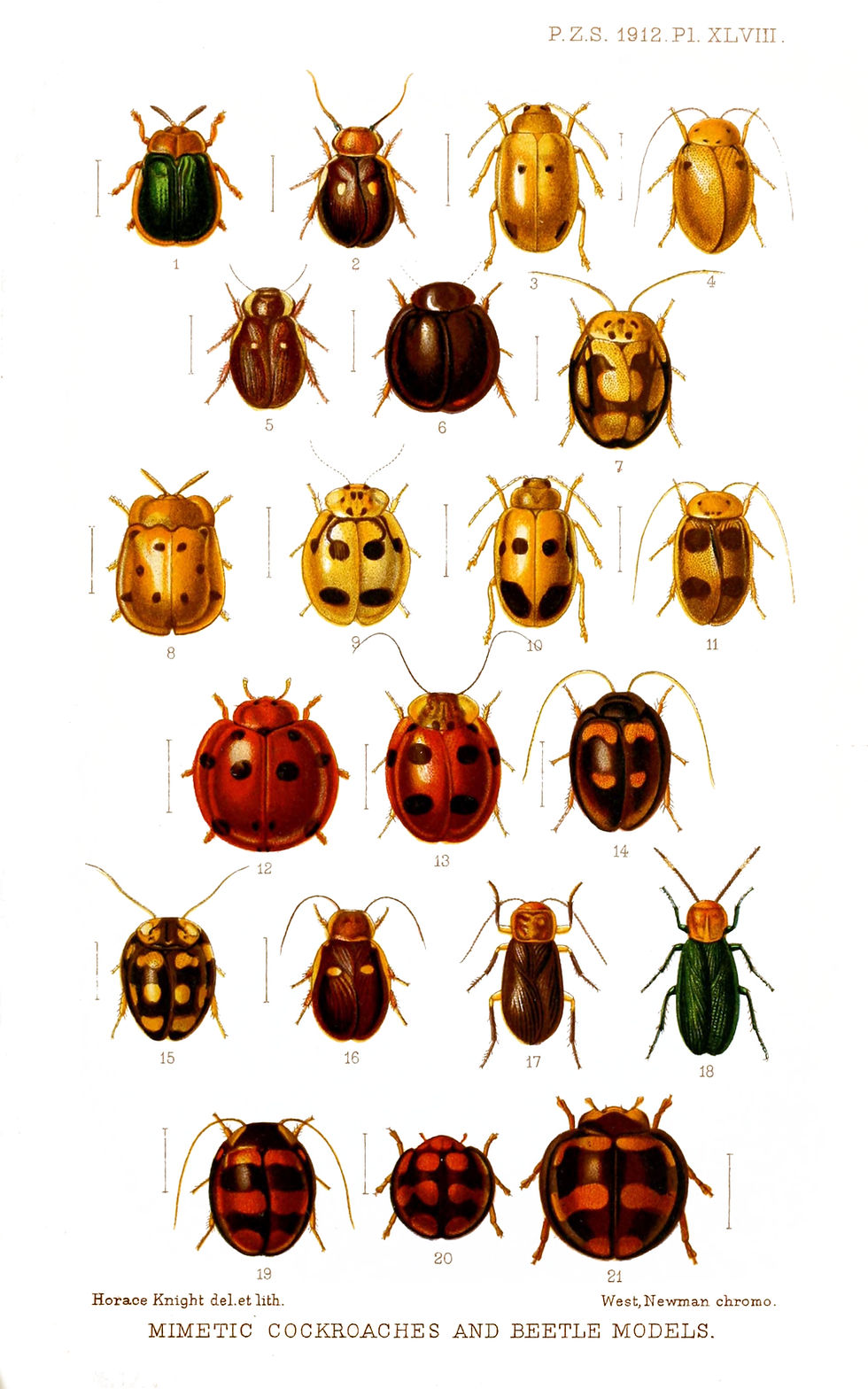 Illustrations of the genus Prosoplecta and coleopteran insects. Specimens 2, 4, 5, 6, 7, 9, 11, 13, 14, 15, 16, 17, 18, and 19 belong to the order Blattodea, whereas the remaining specimens belong to the order Coleoptera. 1. Megapyga eximia Boh;2. Prosoplecta bipunctata Br.;3. Oides biplagiata Jac.;4. Prosoplecta trifaria Walk.;5. Prosoplecta coccinella Sauss.;6. Prosoplecta nigra, sp. n.;7. Prosoplecta gutticollis Walk.;8. Prioptera sinuata Oliv.;9. Prosoplecta nigroplagiata, sp. n.;10. Oides biplagiata Jac., var.;11. Prosoplecta trifaria Walk.;12. Harmonia dunlopi (Crotch, 1874) ;13. Prosoplecta semperi, sp. n.;14. Prosoplecta quadriplagiata Walk.;15. Prosoplecta mimas, sp. n.;16. Prosoplecta rufa Kirby;17. Melyroidea mimetica, sp. n.;18. Melyroidea magnifica, sp. n.;19. Prosoplecta coelophoroides, sp. n.;20. Anisolemnia distaura Muls.;21. Coelophora formosa Crotch.(Image source:Horace Knight,CC0 1.0 )