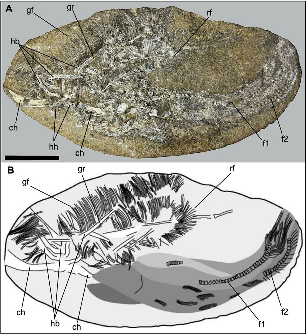 梳頜櫛翼龍的化石標本(MPSC 7312)(圖片來源:Unwin DM et al. (2026),採用 CC BY-NC-ND 4.0 授權)
