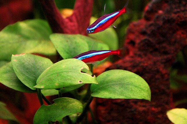 Cardinal tetra（圖片來源：Juan R. Lascorz，採用 CC BY-SA 3.0 授權）