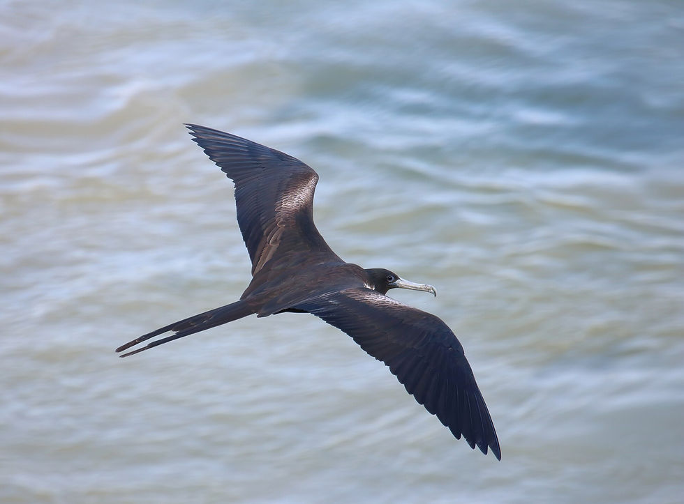 麗色軍艦鳥(Fregata magnificens)(圖片來源:ImagePerson,採用 CC BY 4.0 授權)