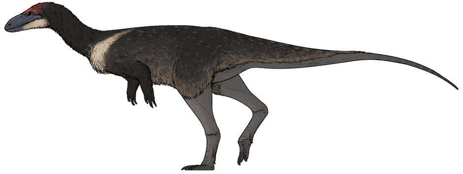 長腿鳥前龍(Anteavis crurilongus)