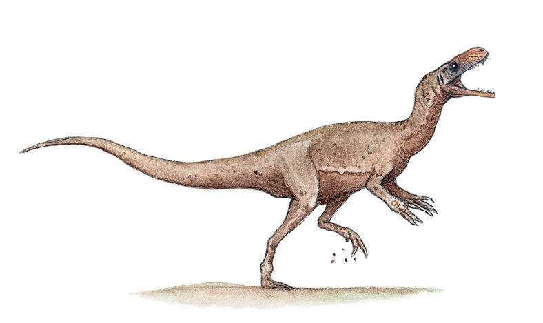 墨氏曙奔龍（Eodromaeus murphi）