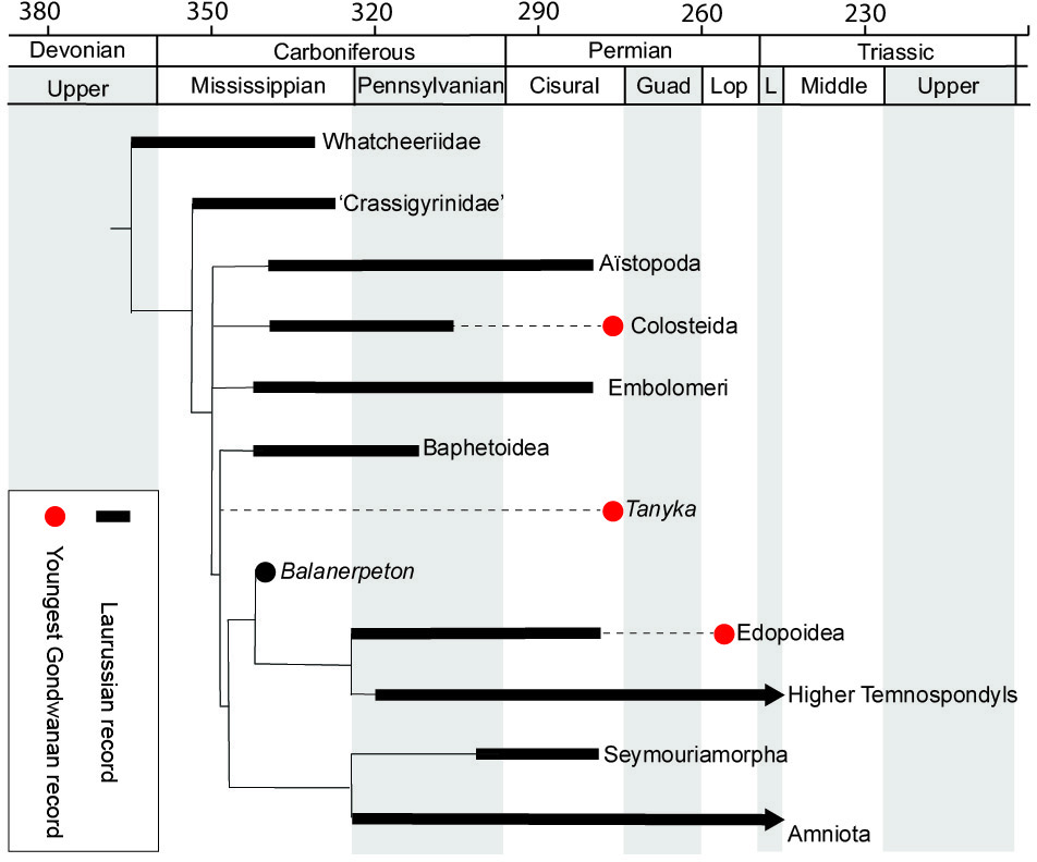 Phylogenetic position of Tanyka(Image source:Pardo JD et al. (2026), CC BY 4.0 )