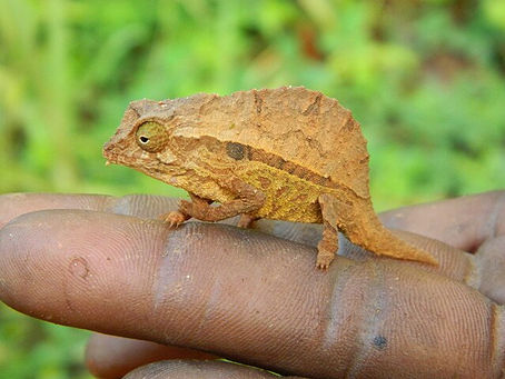 Bearded Pygmy Chameleon