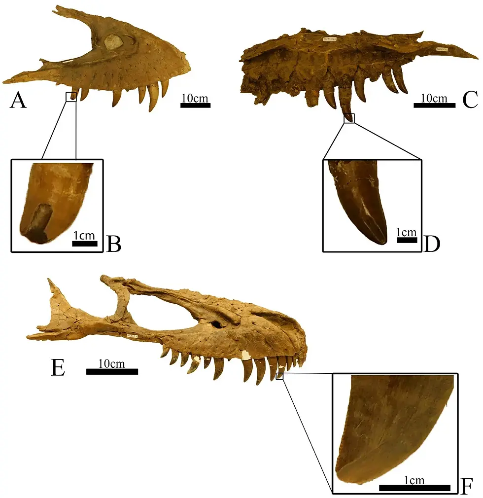 三件平衡亞伯達龍(Albertosaurus libratus)標本牙齒的磨損與微刮痕(圖片來源:Hernández-Luna CA et al. (2026),採用 CC BY-NC-ND 4.0 授權)