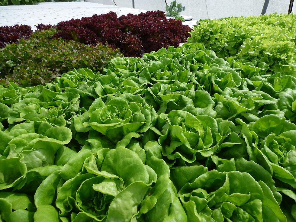 Lettuce（Image source：Forest and Kim Starr， CC BY 3.0 ）