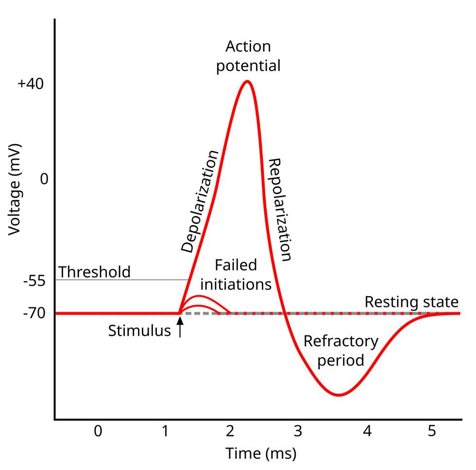 Action potential（Image source：Chris 73、Diberri， CC BY-SA 3.0 ）