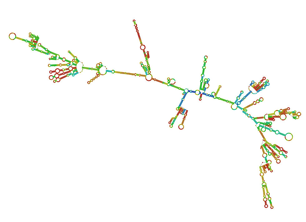 Predicted MFE secondary structure of CASC15（RNAfold WebServer）