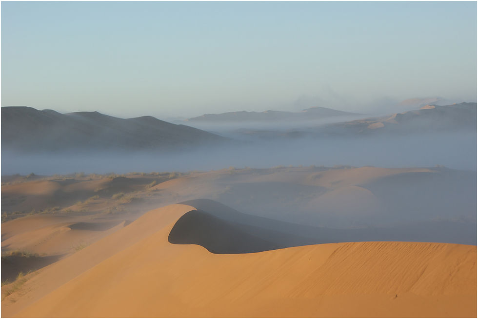 How Do Animals in the Namib Desert Survive on Fog?