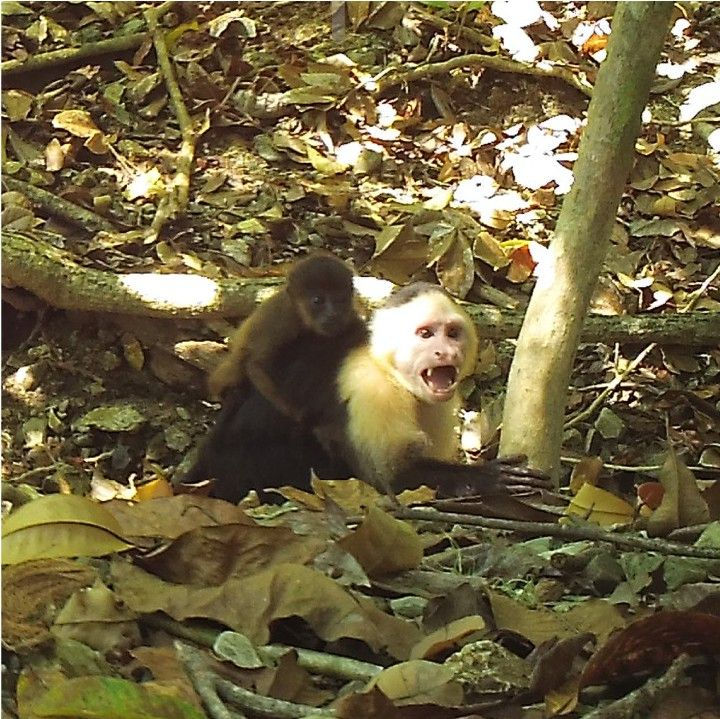 巴拿馬白面卷尾猴與科島吼猴嬰孩的互動照片（圖片來源：Goldsborough Z et al，採用 CC BY 4.0 授權）