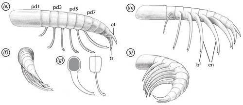 Appendage structure of Mosura fentoni（Image source：Moysiuk, J., Caron, Jean-Bernard (2025).， CC BY 4.0 ）