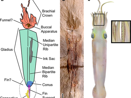 拜登握腕蛸（Syllipsimopodi bideni）