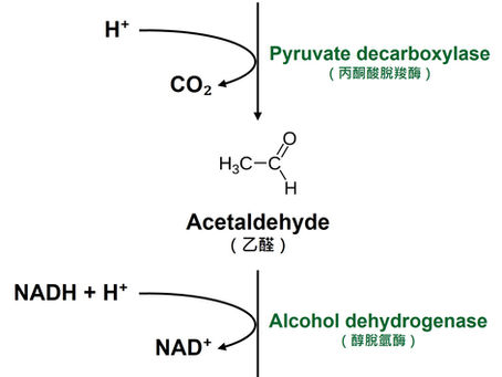 丙酮酸轉乙醇的厭氧途徑（酵母菌）（Pyruvate to ethanol）