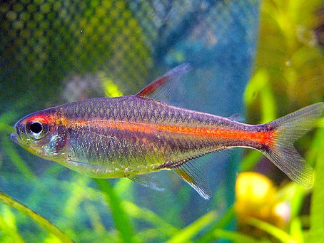 Glowlight Tetra