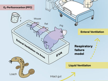 Can Mammals "Breathe" Through Their Intestines?