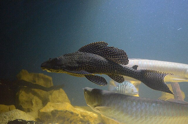 下口鯰（圖片來源：Andrey Butko，採用 CC BY-SA 3.0 授權）