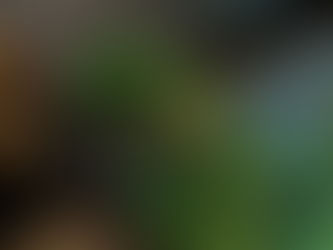 Honey-Producing Stingless Bees of Brazil