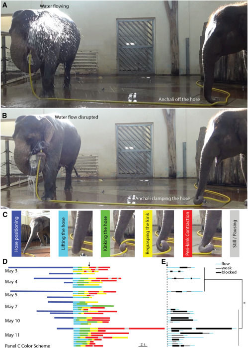 安佳麗使用不同方法阻斷水流並干擾瑪麗淋浴(圖片來源:Urban, L et al(2024. ),採用 CC BY-NC-ND 4.0 授權。)