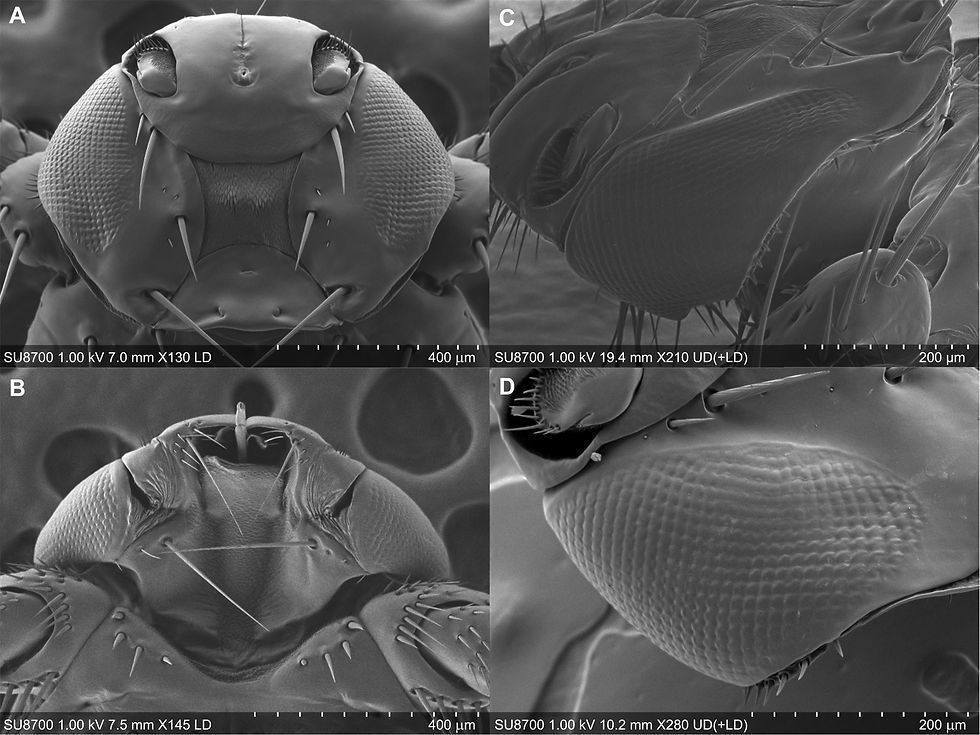 Does Lipoptena andaluciensis still need vision after it shifts from the winged form to an ectoparasitic life?