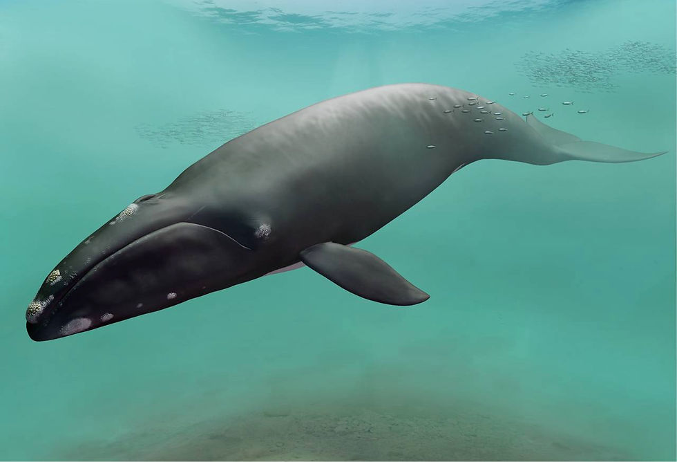 Reconstruction of Megabalaena sapporoensis(Image source:Tanaka, Y et al.(2025)., CC BY 4.0 )