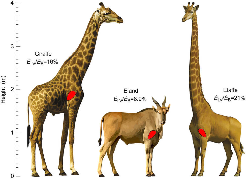 當血液必須爬上兩公尺,長頸鹿血液循環系統會遇到哪些生理挑戰?