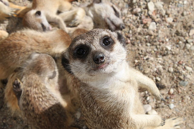Meerkats(Image source:Crusier, CC BY-SA 3.0 )